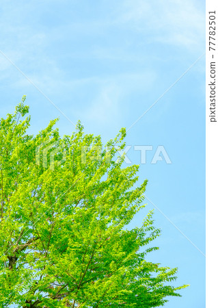 Fresh green and blue sky 77782501