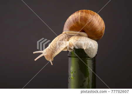 grape snail on a bottle on a dark background 77782607