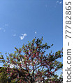 Photo of trees and blue sky Photo of trees and blue sky 77782865