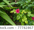 Small rose flowers Small rose flowers 77782867