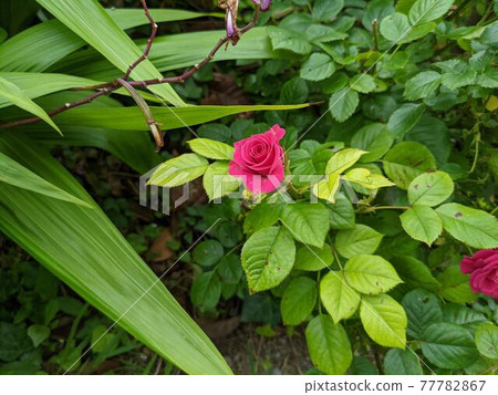 Small rose flowers Small rose flowers 77782867