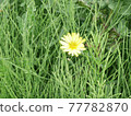 One-ring dandelions One-ring dandelions 77782870