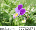 One wheel viola One wheel viola 77782871