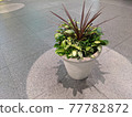Foliage plant Foliage plant 77782872