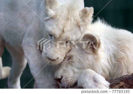 white lion and lioness show each other tenderness and love white lion and lioness show each other tenderness and love 77783195