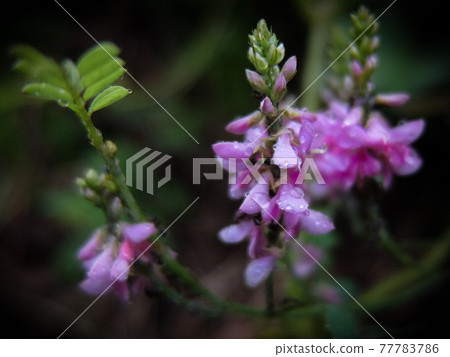 Indigofera pseudotinus that dew purple flowers Indigofera pseudotinus that dew purple flowers 77783786