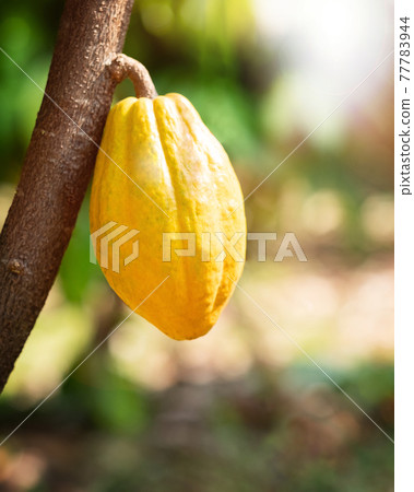 Cacao tree with cacao pods in a organic farm.. 77783944