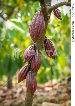 Cacao tree with cacao pods in a organic farm.. 77783947
