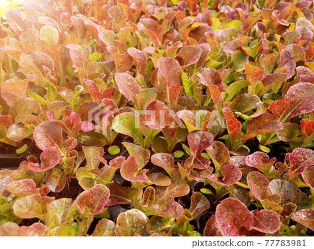 Close up of salad vegetable plantation in a green house Close up of salad vegetable plantation in a green house 77783981
