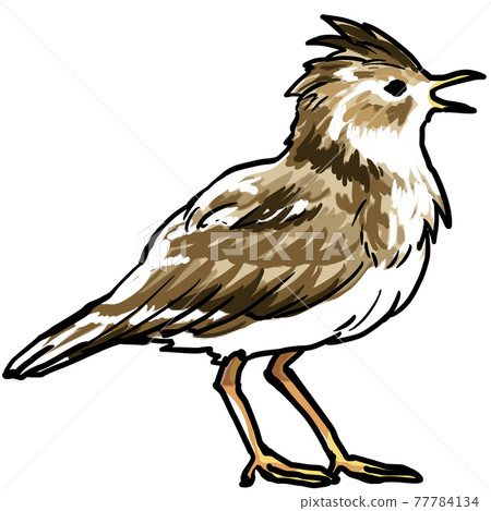 Real lark illustration 77784134