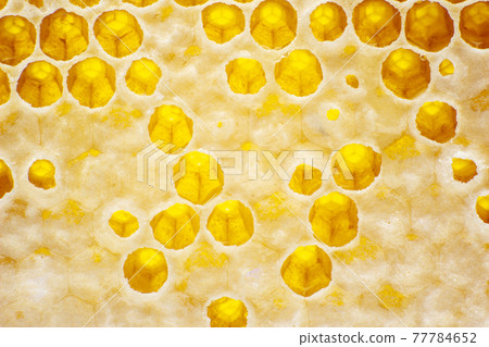 fresh bee honey in a honeycomb on the light close-up. vitamin natural food. texture and background 77784652