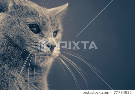 Studio portrait of a beautiful grey cat on dark background. pet mammal animal predator Studio portrait of a beautiful grey cat on dark background. pet mammal animal predator 77784925