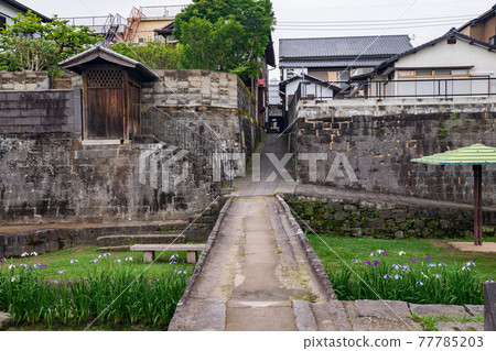 A landscape of iris flowers blooming in the back Takase River in early summer 77785203