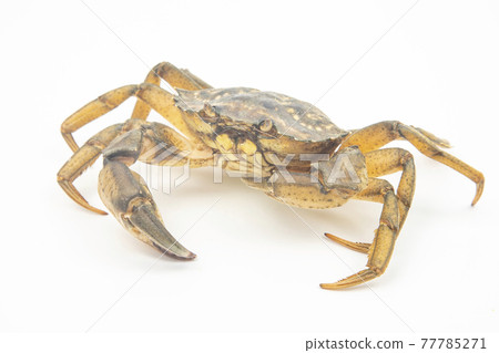 yellow sea crab on white background 77785271