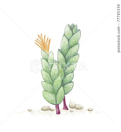 Hand Drawn Sketch of Corpuscularia Lehmannii Succulents Plant Hand Drawn Sketch of Corpuscularia Lehmannii Succulents Plant 77785339