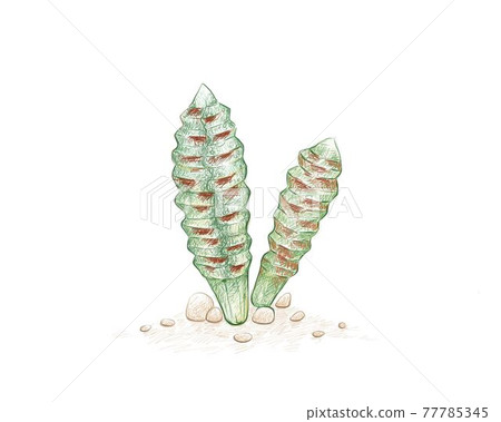 Hand Drawn Sketch of Bulbine Bruynsii Succulents Plant Hand Drawn Sketch of Bulbine Bruynsii Succulents Plant 77785345