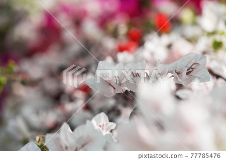 Tropical flowers 77785476