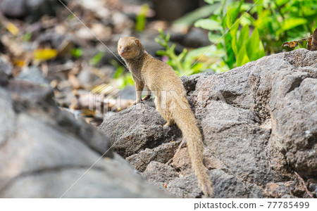 Mongoose Mongoose 77785499