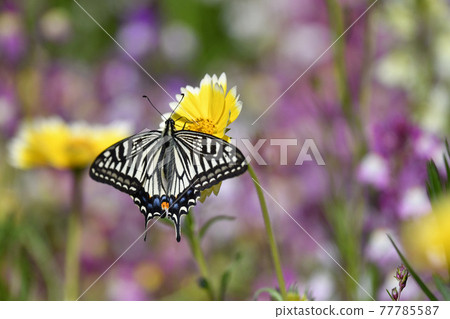 馬鞭草和燕尾蝶 77785587