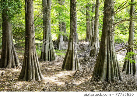 Fantastic Ochihamatsu no Mori (Sasaguri Kyudai no Mori, Sasaguri Town, Kasuya District, Fukuoka Prefecture) Fantastic Ochihamatsu no Mori (Sasaguri Kyudai no Mori, Sasaguri Town, Kasuya District, Fukuoka Prefecture) 77785630