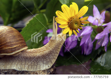 snail is actively crawling in nature. mollusc and invertebrate. delicacy meat and gourmet food. 77785759