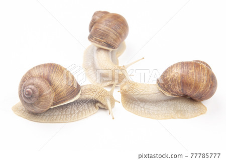 grape snail on a white background. mollusc and invertebrate. grape snail on a white background. mollusc and invertebrate. 77785777