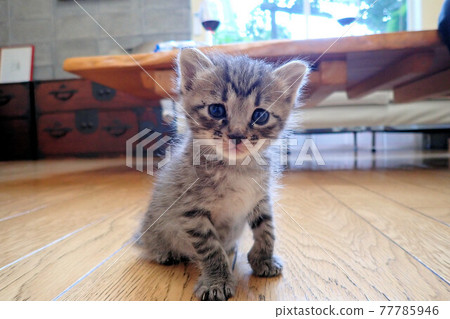 Kitten 2 weeks old Kitten 2 weeks old 77785946
