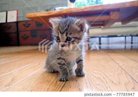 Kitten 2 weeks old Kitten 2 weeks old 77785947