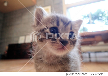 Kitten 2 weeks old Kitten 2 weeks old 77785948