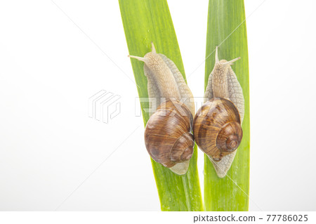 Helix pomatia. grape snail crawling on green leaves. mollusc and invertebrate. 77786025