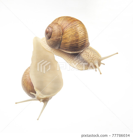 Helix pomatia. snails on transparent glass. mollusc and invertebrate. 77786034