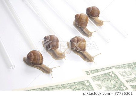 snails run to the finish line with money. breakthrough and perseverance in the business 77786301