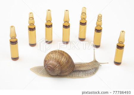 Helix pomatia. snail and medical ampoules for injections. mollusc and invertebrate 77786493