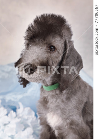 Portrait of sweet two month old Bedlington Terrier puppy in the studio Portrait of sweet two month old Bedlington Terrier puppy in the studio 77786567