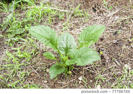 Plants seen in the fields 77786789