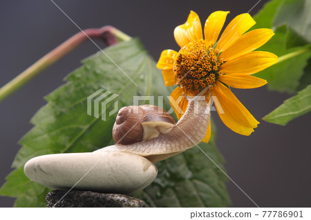 grape snail crawling on a stone against a background of flowers. mollusc and invertebrate grape snail crawling on a stone against a background of flowers. mollusc and invertebrate 77786901