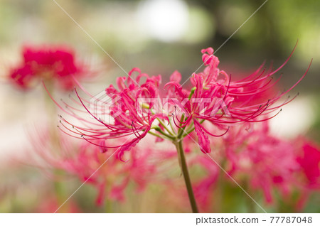 The red flowers of cluster amaryllis are in bloom. The scientific name is Lycoris radiata. The red flowers of cluster amaryllis are in bloom. The scientific name is Lycoris radiata. 77787048