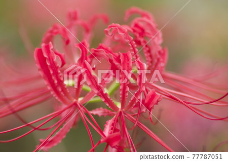 孤挺花簇的紅色花朵盛開。學名是Lycoris radiata。 孤挺花簇的紅色花朵盛開。學名是Lycoris radiata。 77787051