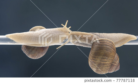 snails hang from a plastic tube. romance and relationships in the animal kingdom 77787118