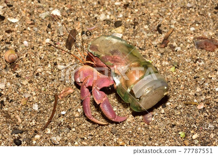 Coenobita brevimanus 短腕陸寄居蟹 77787551