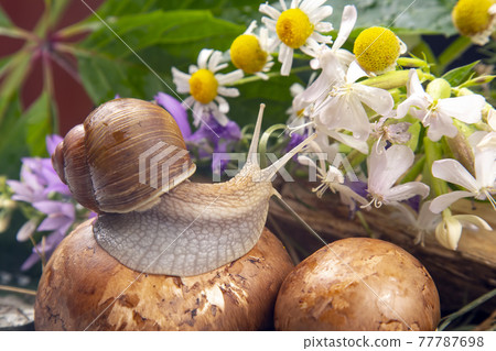 grape snail is actively crawling in nature 77787698