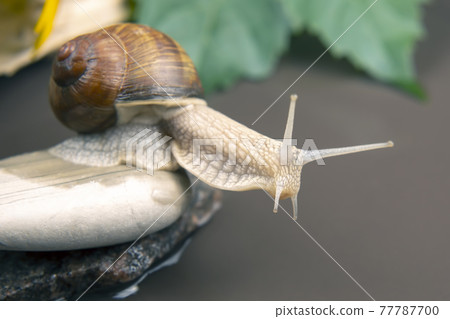 grape snail is actively crawling in nature. mollusc and invertebrate. delicacy meat and gourmet food grape snail is actively crawling in nature. mollusc and invertebrate. delicacy meat and gourmet food 77787700