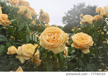 Yellow rose (tip'n top) Yellow rose (tip'n top) 77788183