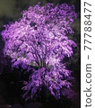櫻花點亮 77788477