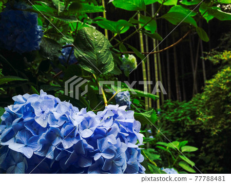 hydrangea hydrangea 77788481