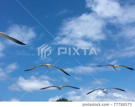 海鷗在飛 海鷗在飛 77788573