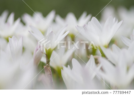 公園裡盛開著白色的西風花。學名是Zephyranthes candida。 公園裡盛開著白色的西風花。學名是Zephyranthes candida。 77789447