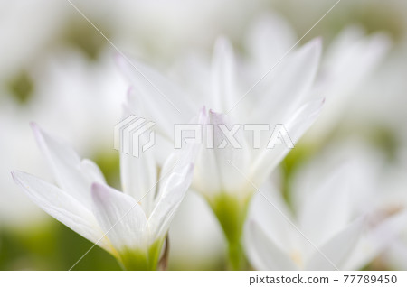 公園裡盛開著白色的西風花。學名是Zephyranthes candida。 77789450