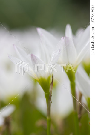 公園裡盛開著白色的西風花。學名是Zephyranthes candida。 77789452