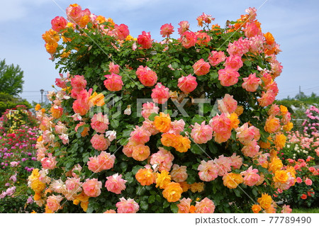 Ina Town, Kitaadachi District, Saitama Prefecture Rose Garden in full bloom at Ina Town System Enforcement Memorial Park 77789490